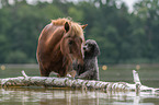 Islandic horse and poodle
