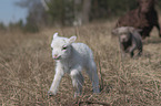 puppy and lamb