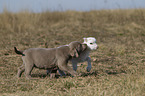 puppy and lamb