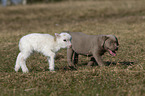 puppy and lamb