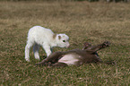 puppy and lamb