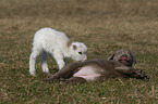 puppy and lamb