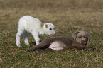 puppy and lamb