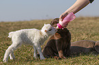 puppies and lamb