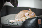 animal friends
