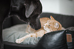 animal friends
