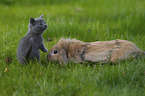 cat and floppy-eared rabbit