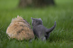 cat and floppy-eared rabbit