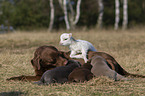 Labrador Retriever and lamb