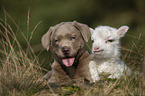 Labrador Retriever and lamb
