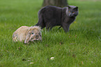 cat and floppy-eared rabbit