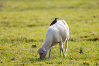 animal friends