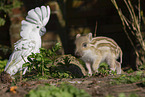 animal friends