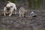animal friends
