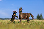 animal friends