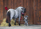 animal friends