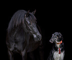 animal friends
