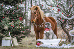 dog and horse