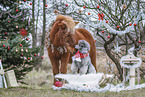 dog and horse