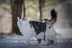 dog and cat