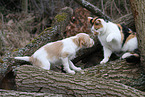 dog and cat