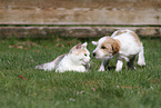 dog and cat