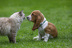 dog and cat