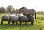 horse and dogs