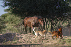 Animal Friends