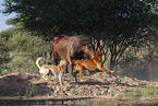 Animal Friends