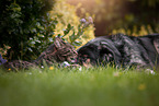 dog and cat