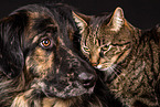 dog and cat