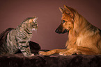 dog and cat