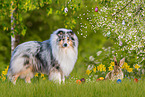 female Collie and bunny