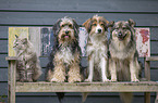 dogs and cat