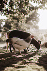 animal friends