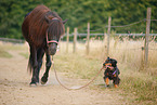 horse and dog