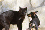 doga and cat