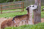 llama and red deer fawn