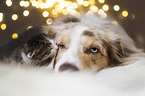 Miniature Australian Shepherd and cat
