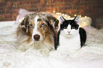 Miniature Australian Shepherd and cat