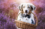 Miniature Australian Shepherd and cat