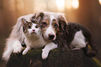 Miniature Australian Shepherd and cat