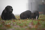 dog and micropigs
