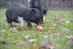dog and micropig