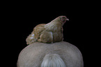 Irish Tinker and chicken