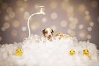 Australian Shepherd Puppy