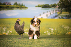 Australian Shepherd Puppy