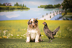 Australian Shepherd Puppy