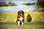 Australian Shepherd Puppy
